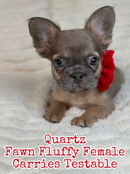 Quartz - Blue Fawn Fluffy Female