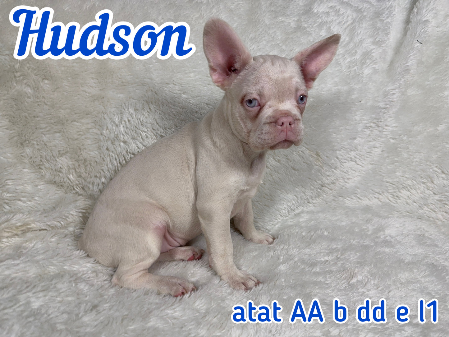 Hudson - Male Full Pink
