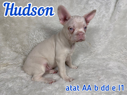 Hudson - Male Full Pink