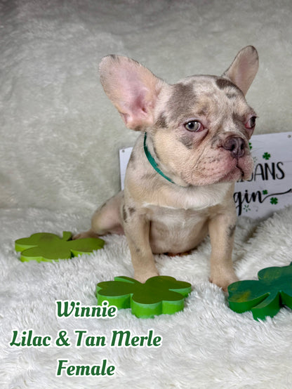 Winnie - Lilac & Tan Merle