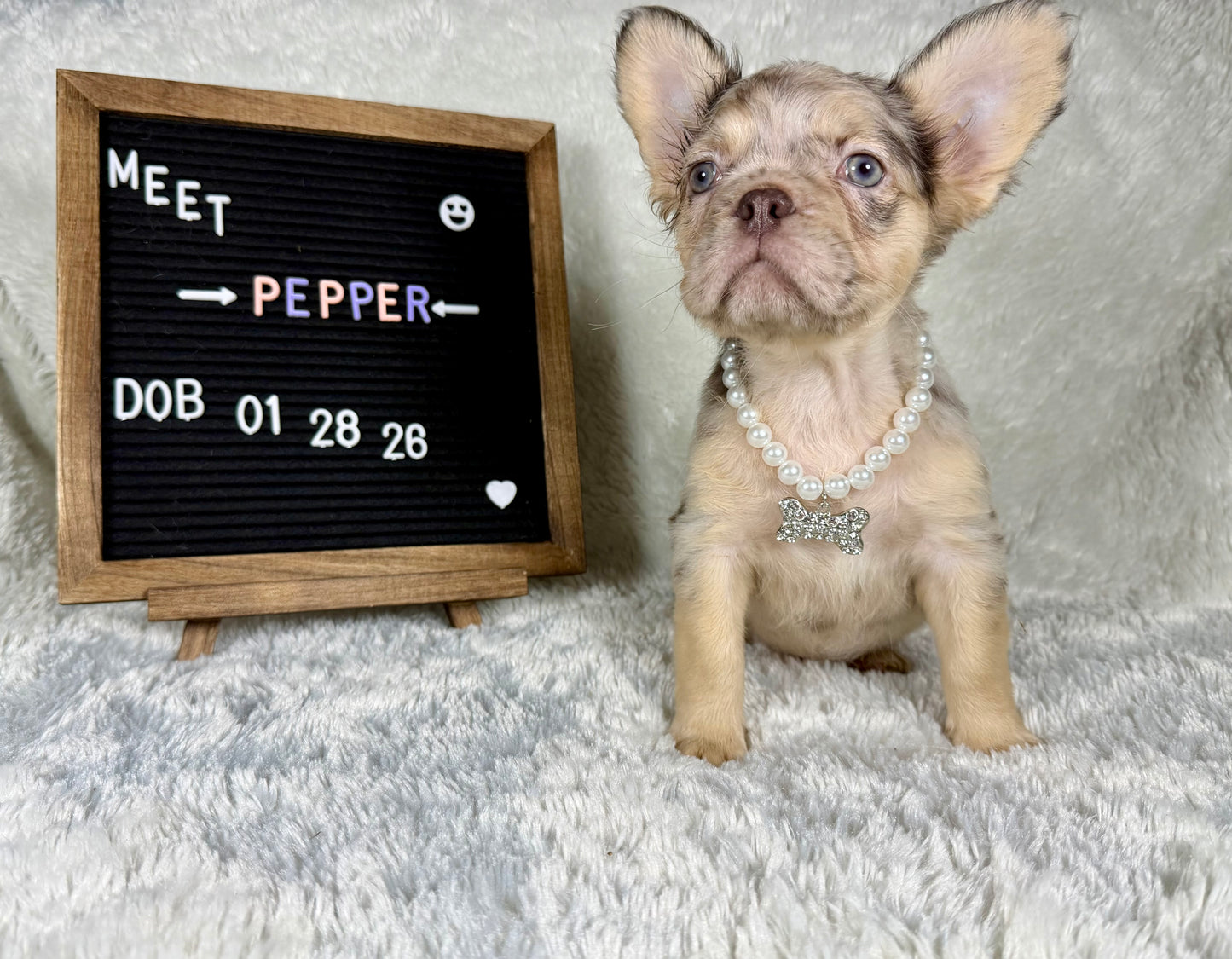 Pepper - Chocolate Merle Fluffy - RESERVED