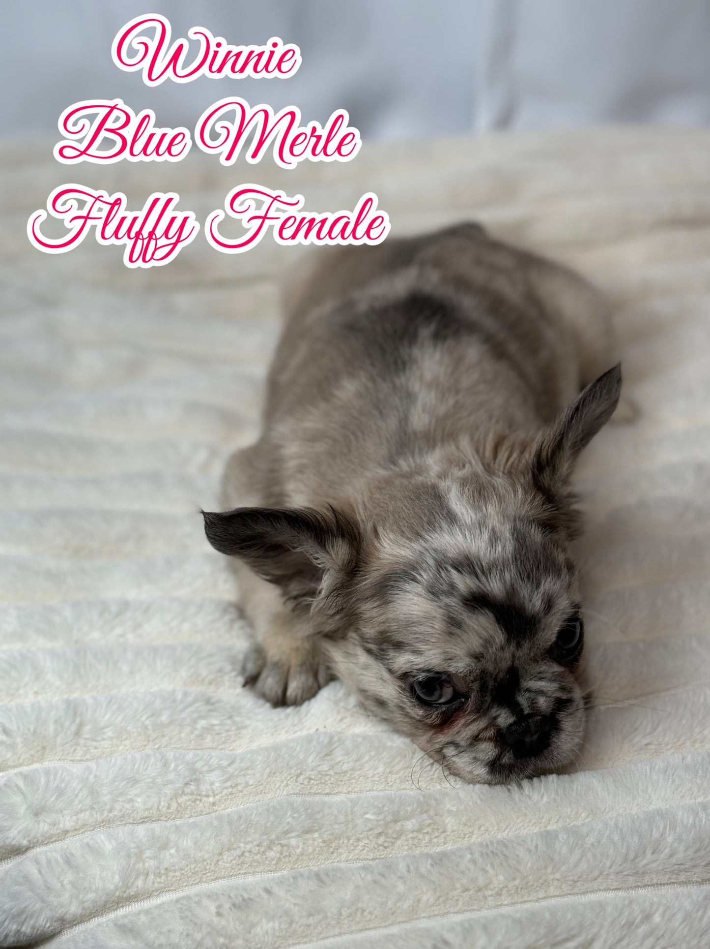 Winnie - Female Blue Merle Fluffy