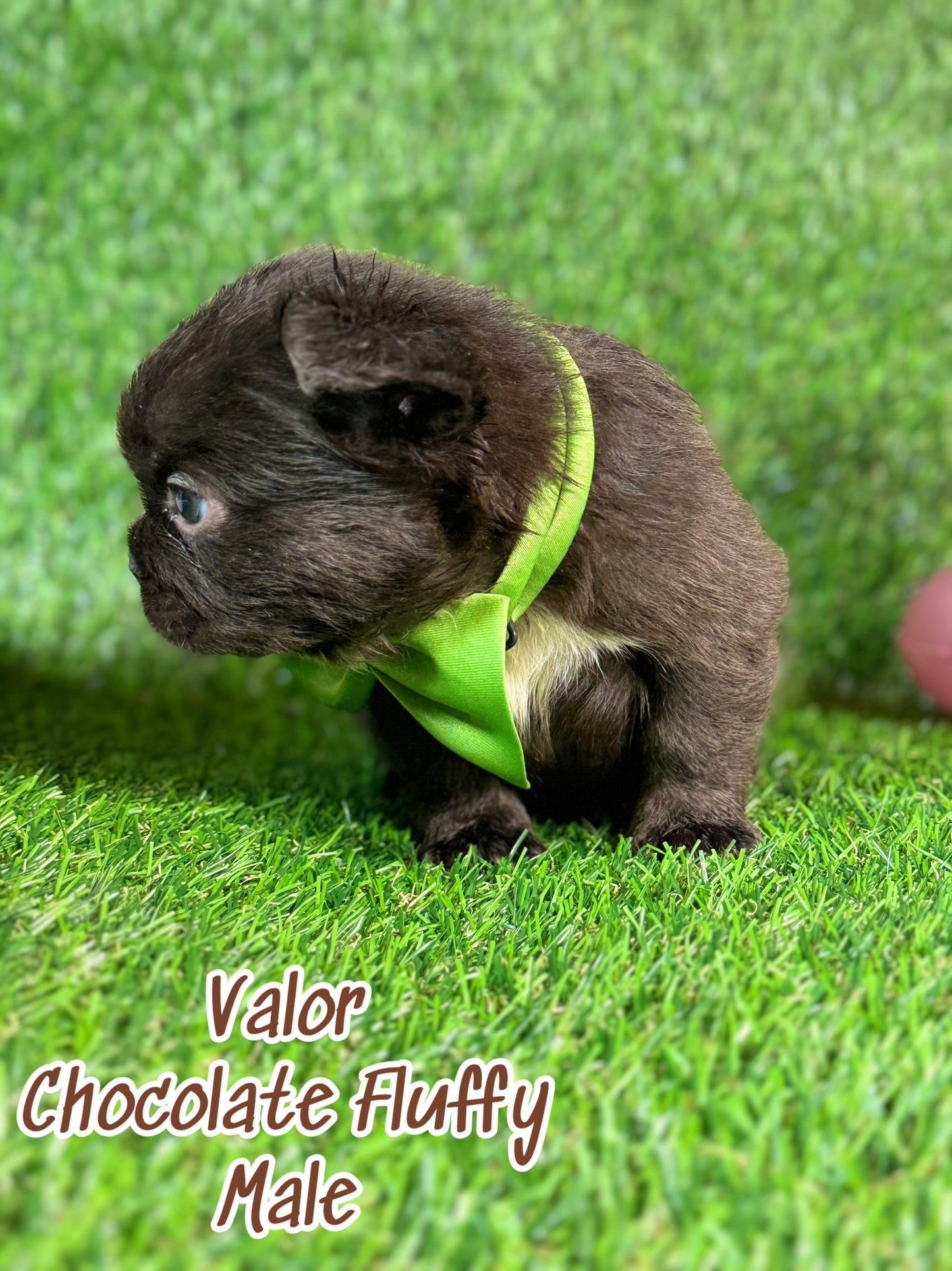 Valor - Male Chocolate Fluffy