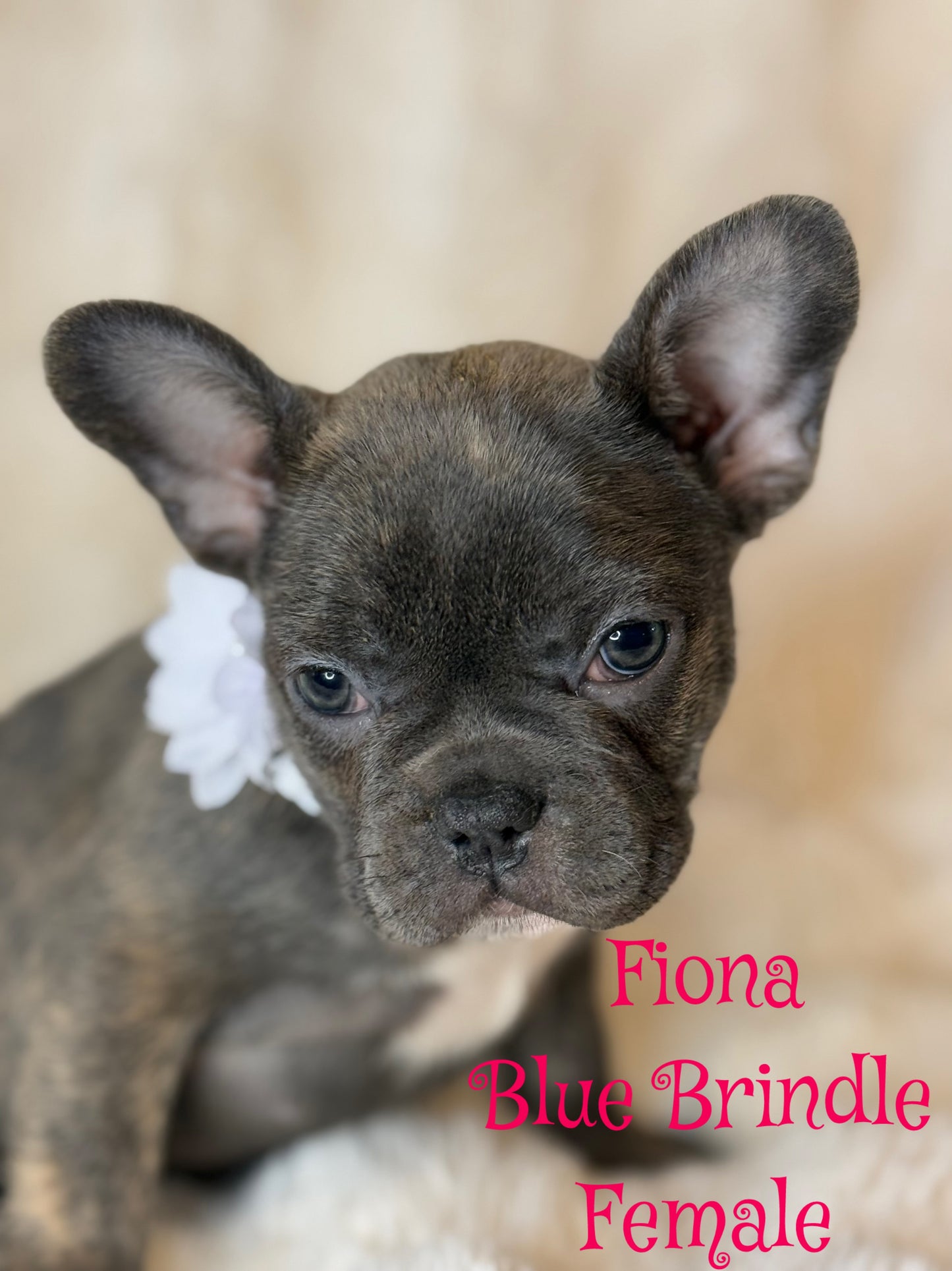 Fiona - Female Blue Brindle