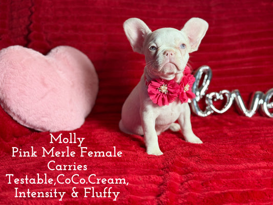 Molly - Pink Merle Carries Fluffy