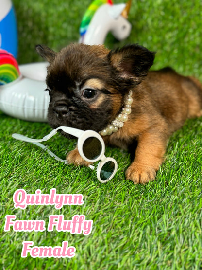 Quinlynn - Fawn Fluffy Female