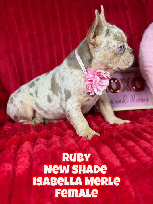 Ruby - New Shade Isabella Merle