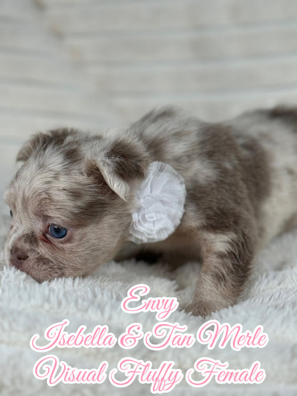 Envy - Female Isebella & Tan Merle Visual Fluffy