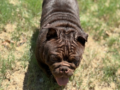 Ranger - Mini Chocolate English Bulldog - Early Intro $750