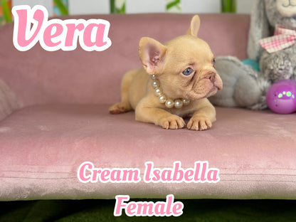 Vera - Isabella Cream