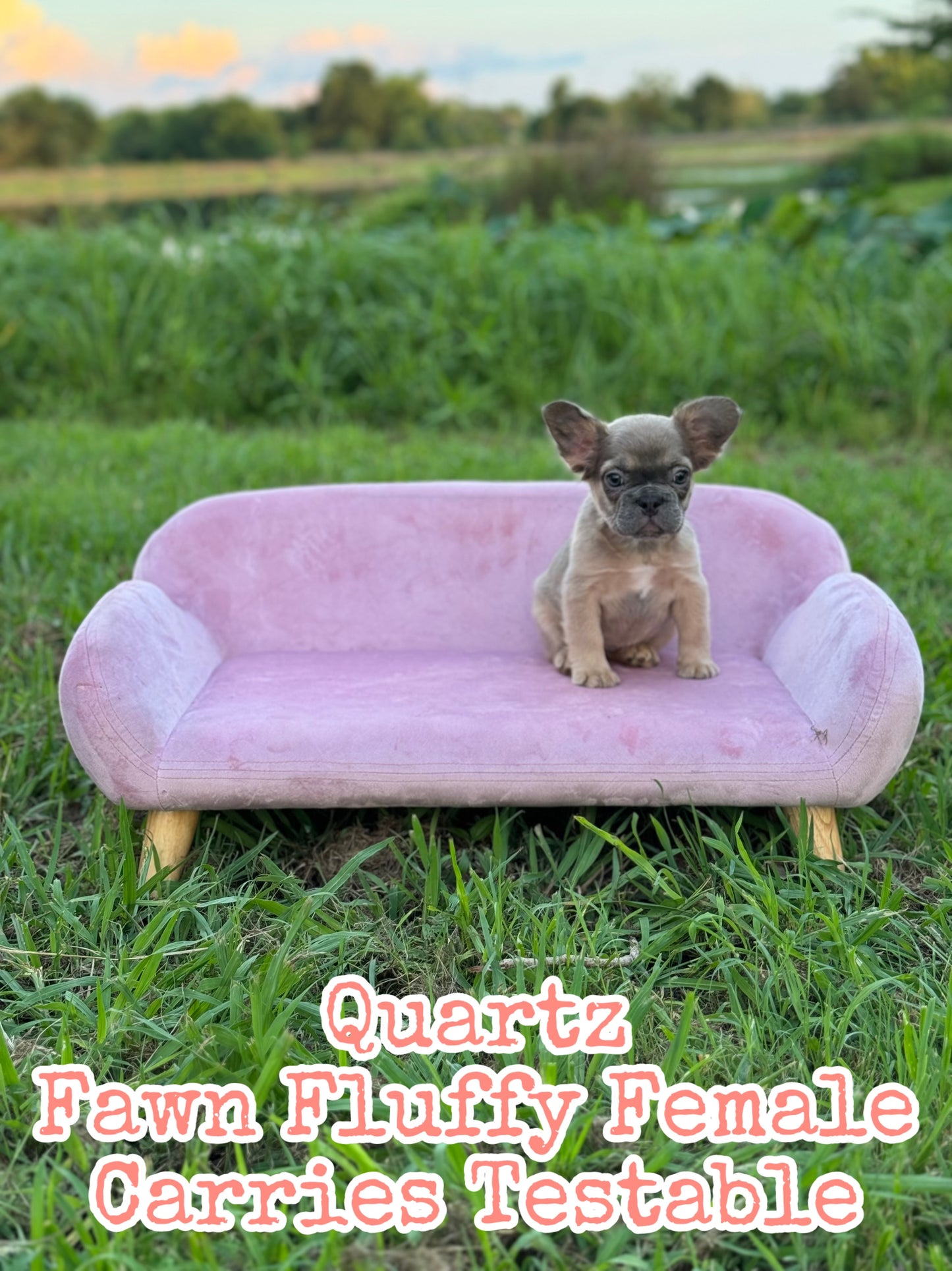 Quartz - Blue Fawn Fluffy Female