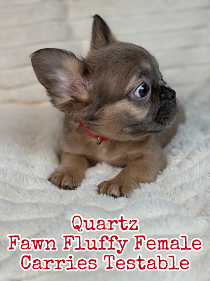 Quartz - Blue Fawn Fluffy Female