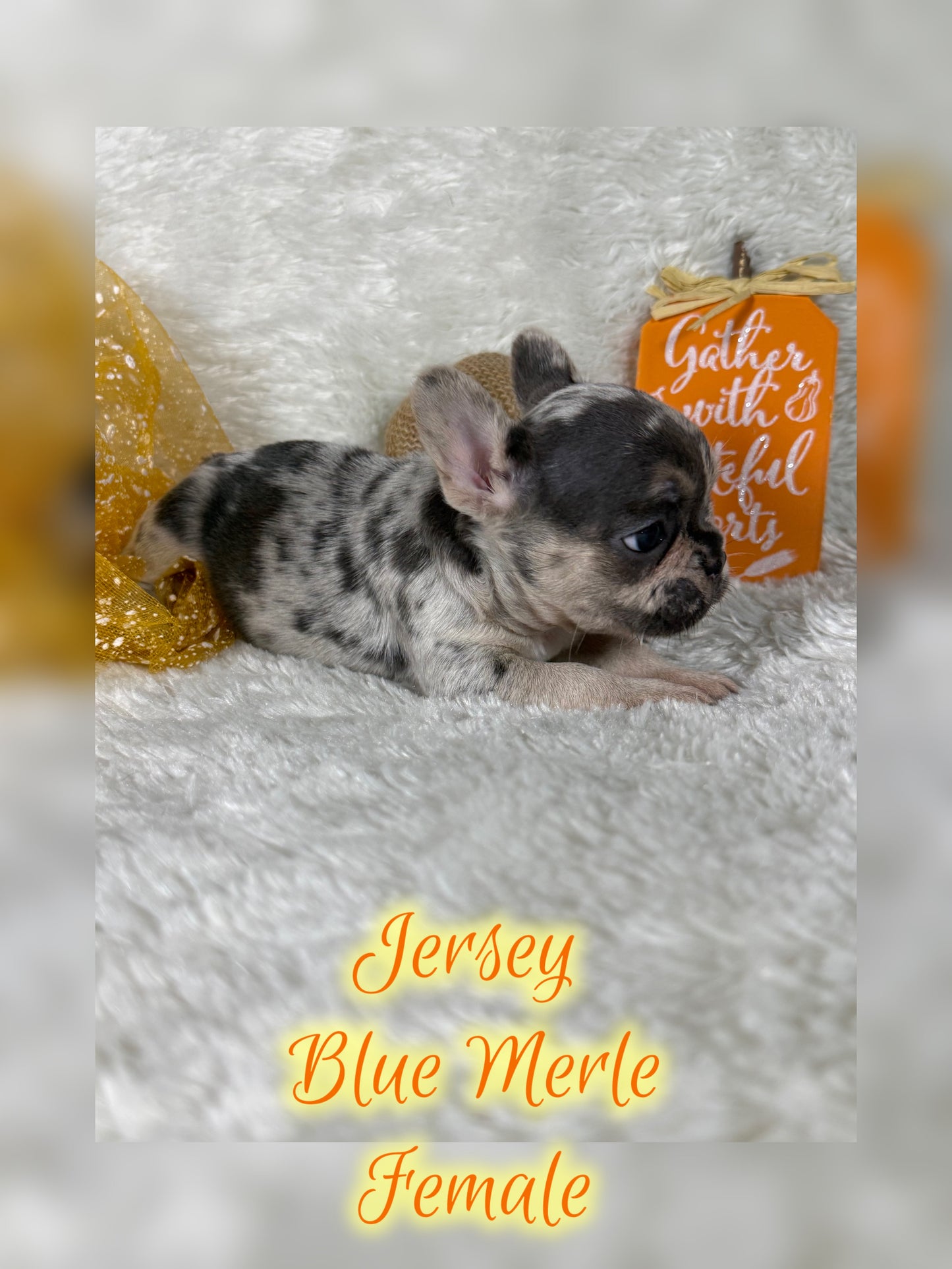 Jersey - Blue Merle