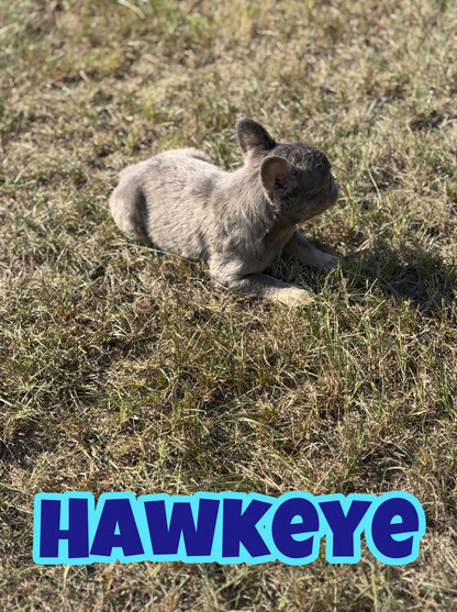 Hawkeye