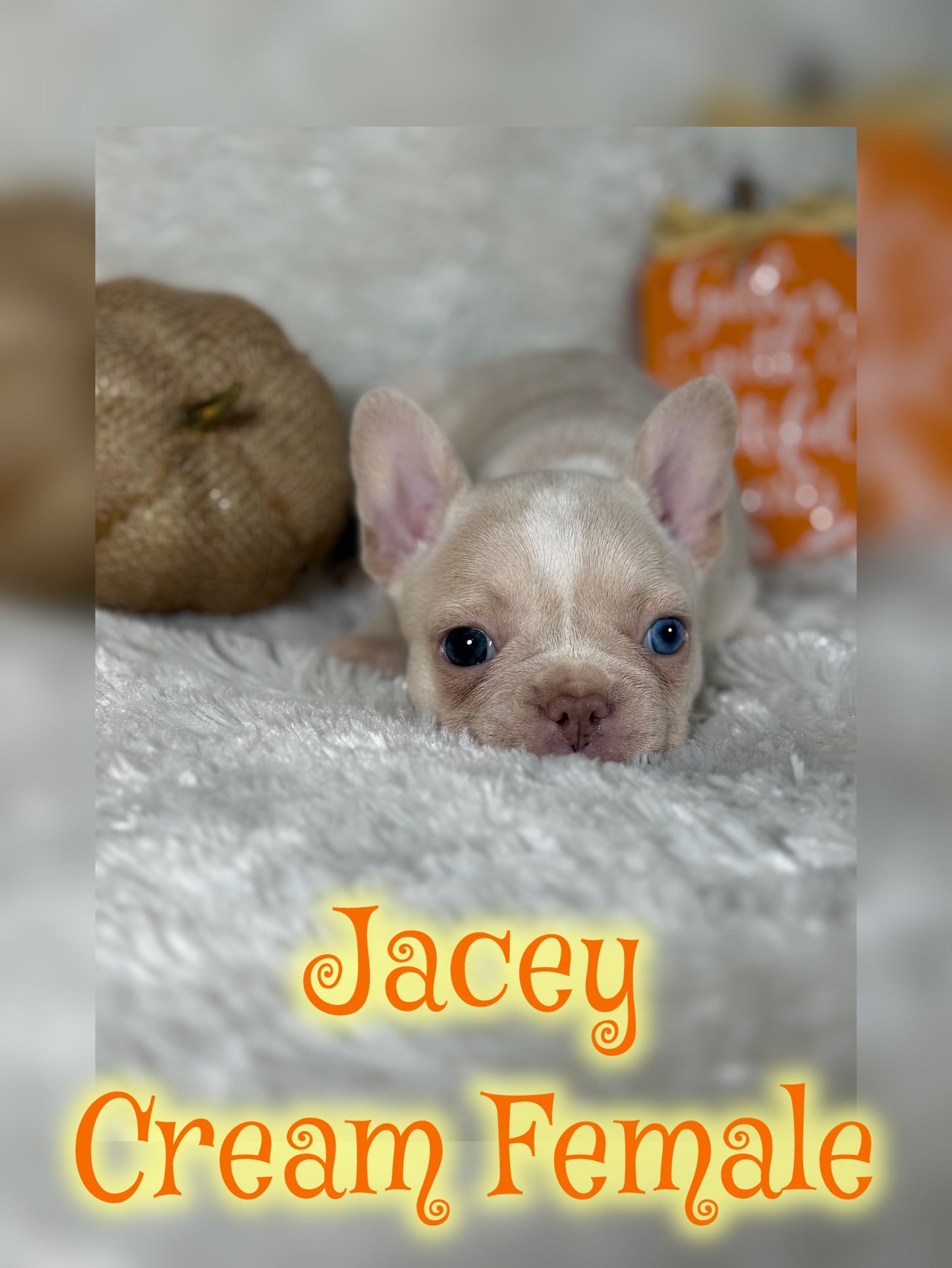 Jacey - Cream 1 BLUE eye