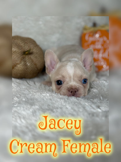 Jacey - Cream 1 BLUE eye