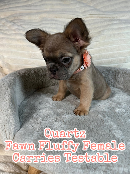 Quartz - Blue Fawn Fluffy Female