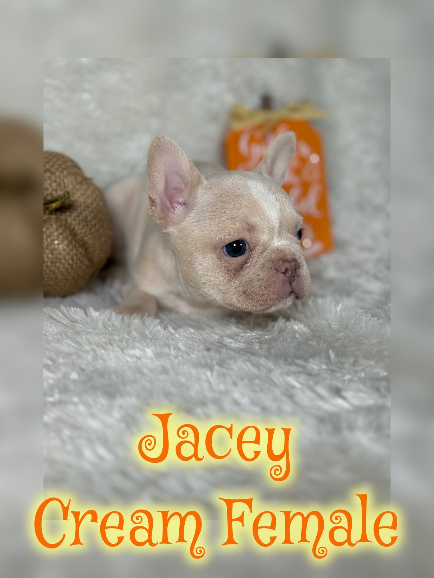 Jacey - Cream 1 BLUE eye