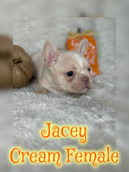 Jacey - Cream 1 BLUE eye