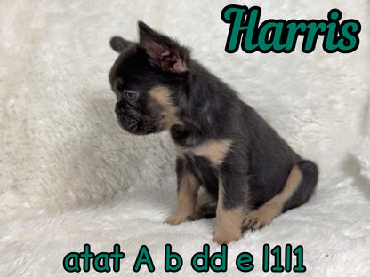 Harris - Male Blue & Tan Fluffy Carries Pink