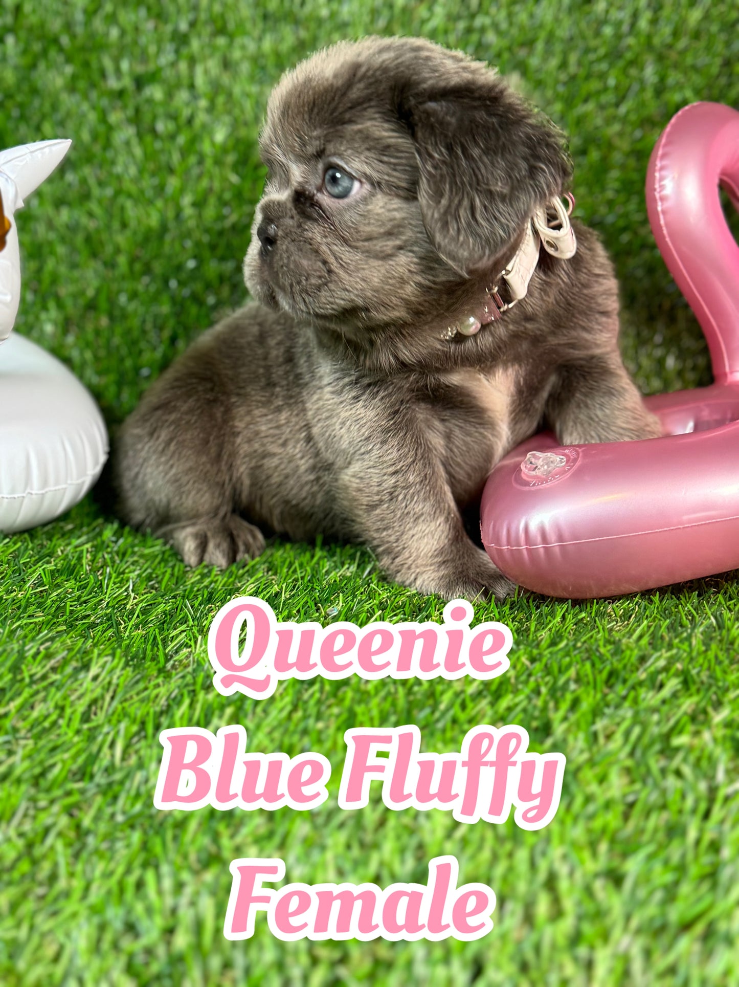 Queenie - Blue Visual Fluffy Female