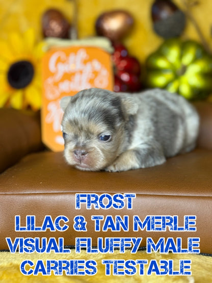 Frost - Male Lilac & Tan Merle