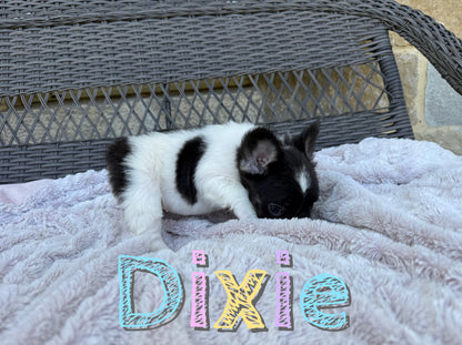 Dixie