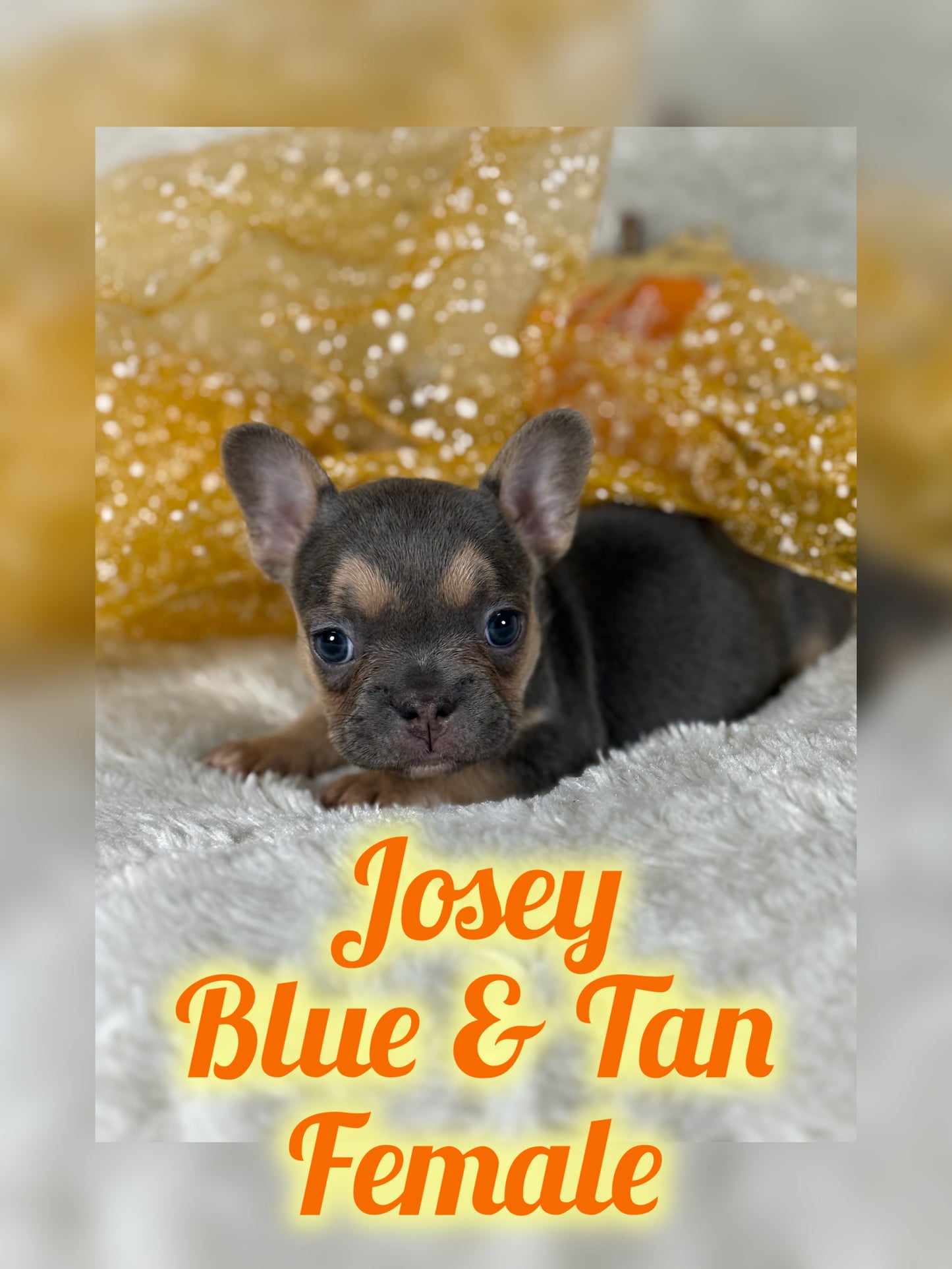 Josey - Blue & Tan - RESERVED