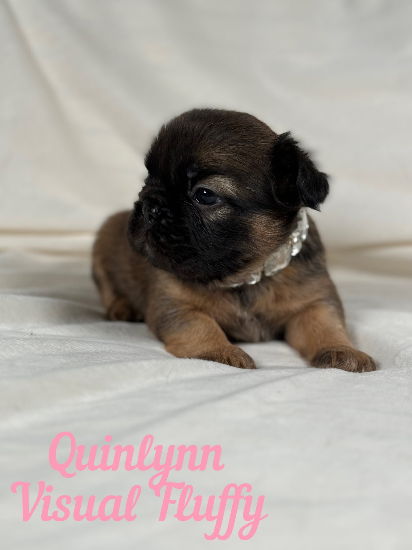 Quinlynn - Fawn Fluffy Female