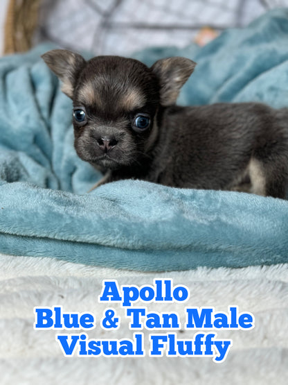 Apollo - Male Blue & Tan Visual Fluffy