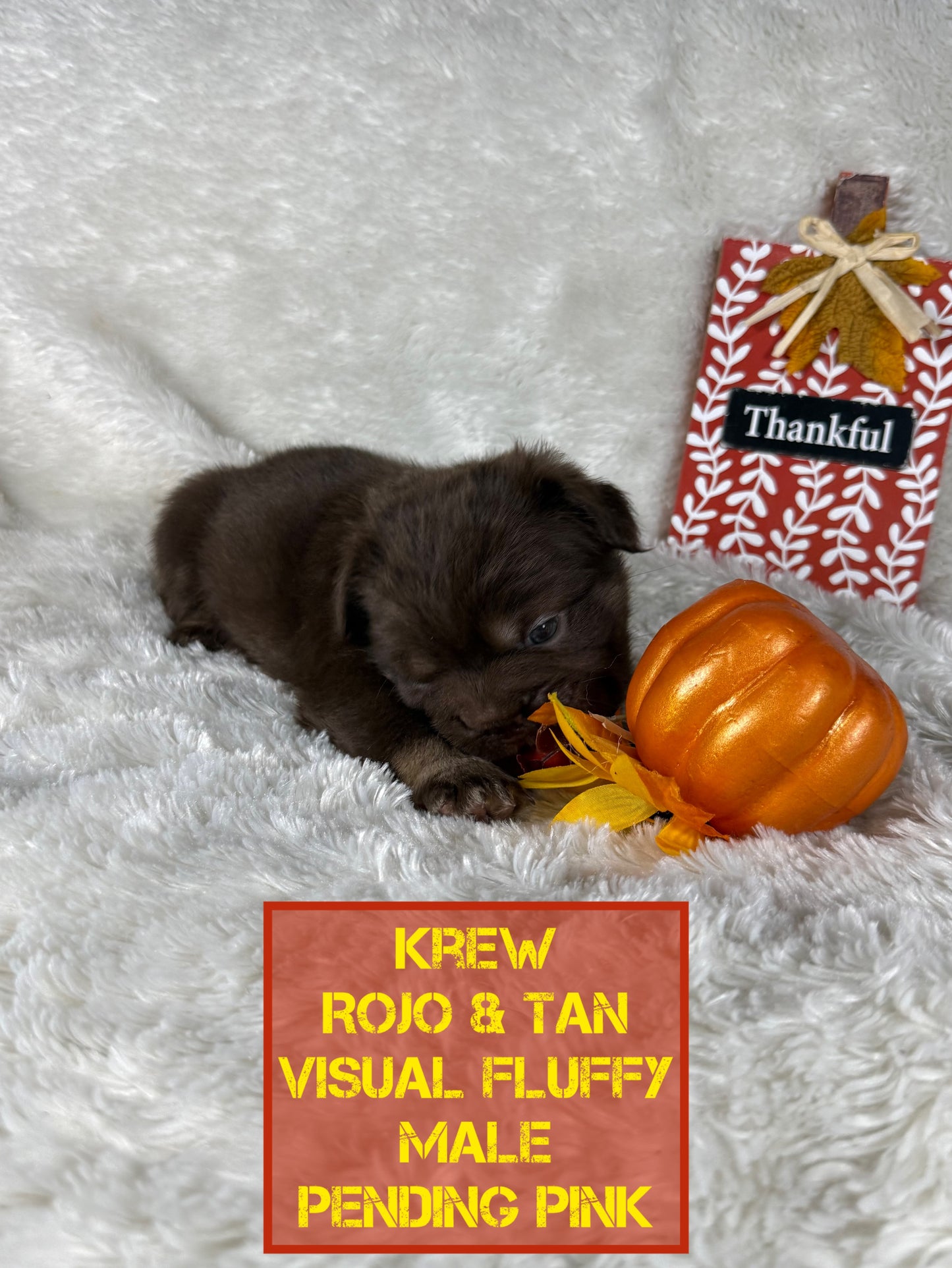 Krew - Rojo & Tan Fluffy Big Rope Pending Pink