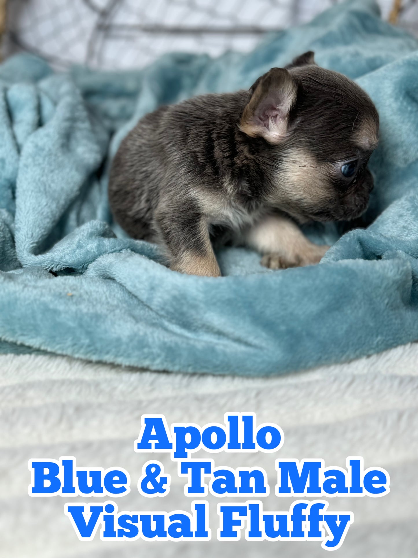 Apollo - Male Blue & Tan Visual Fluffy