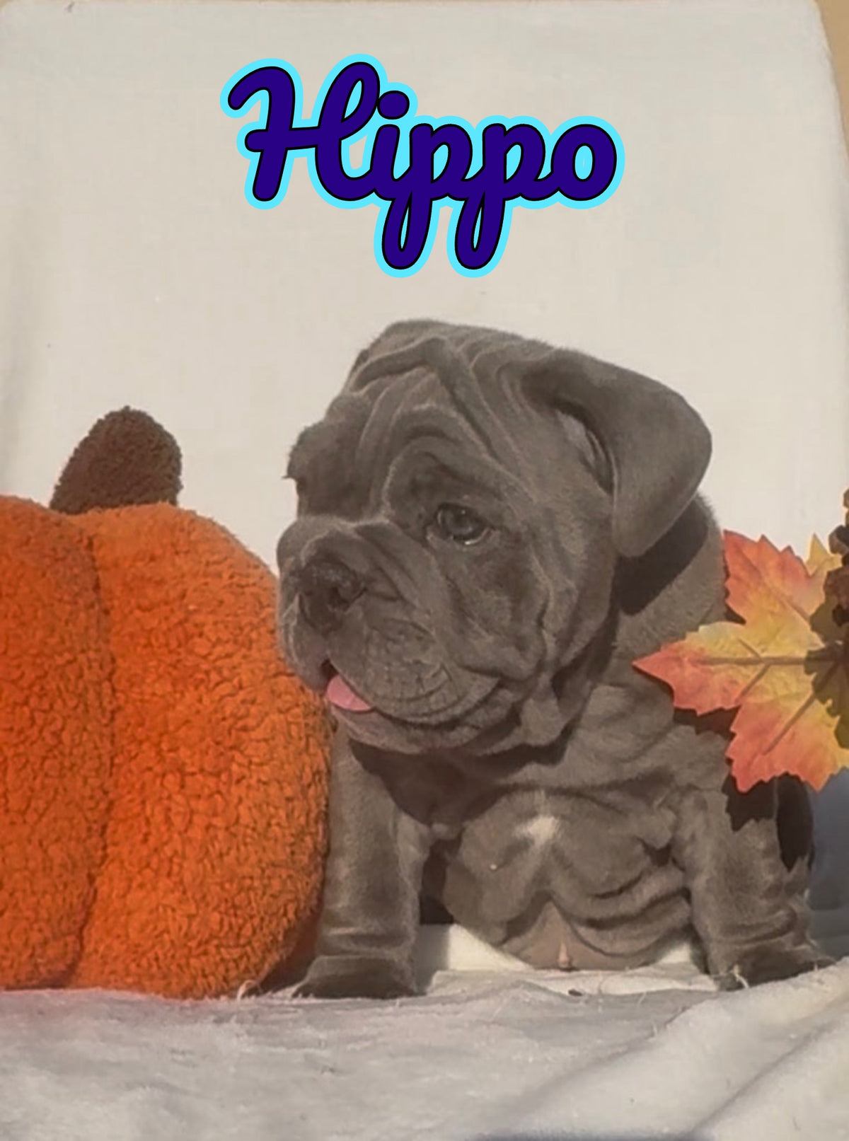Hippo - English Bulldog