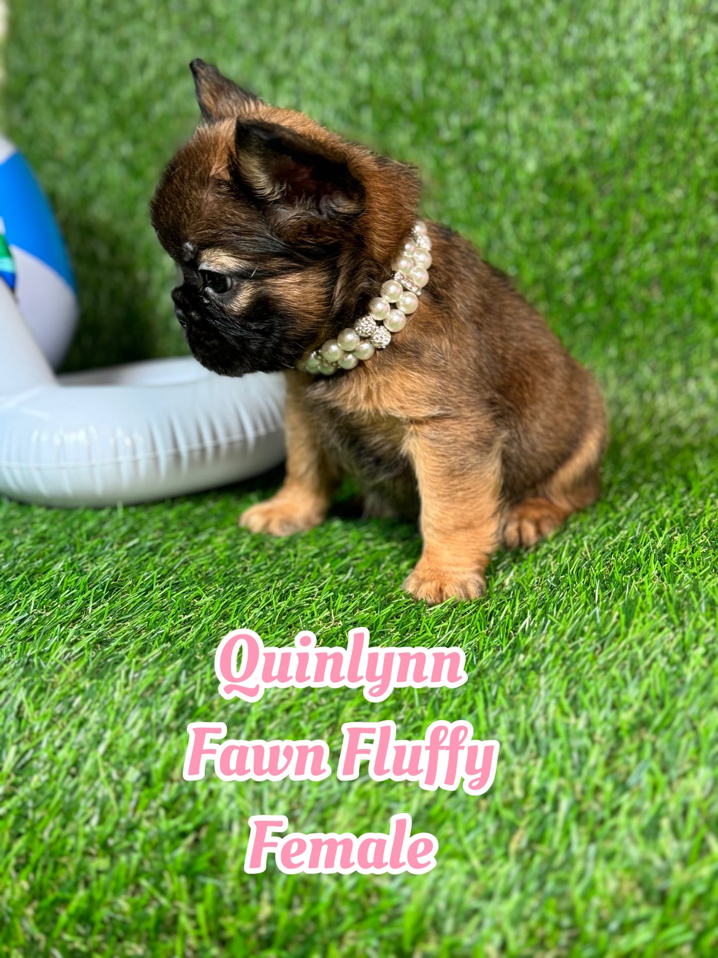 Quinlynn - Fawn Fluffy Female