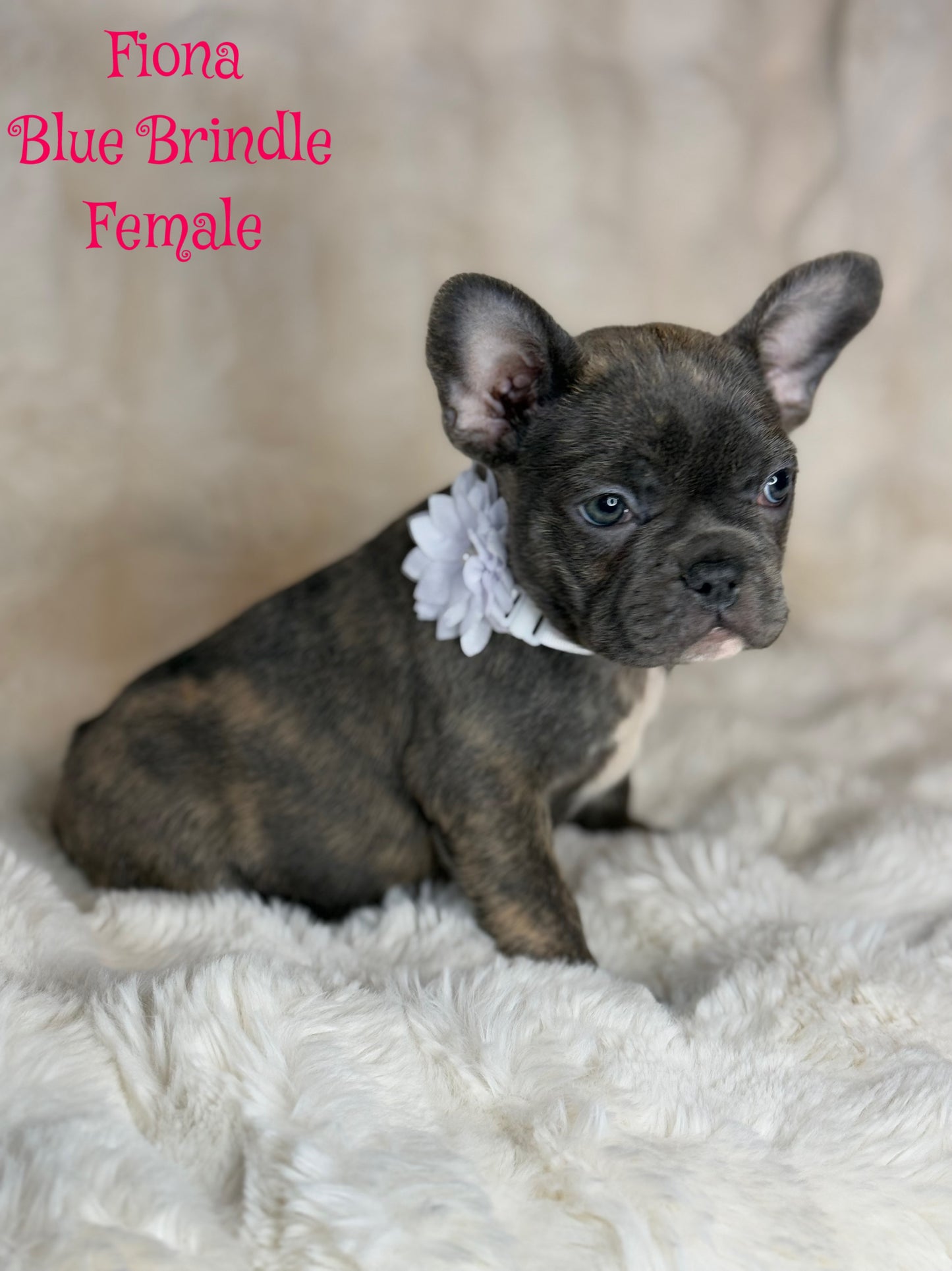 Fiona - Female Blue Brindle