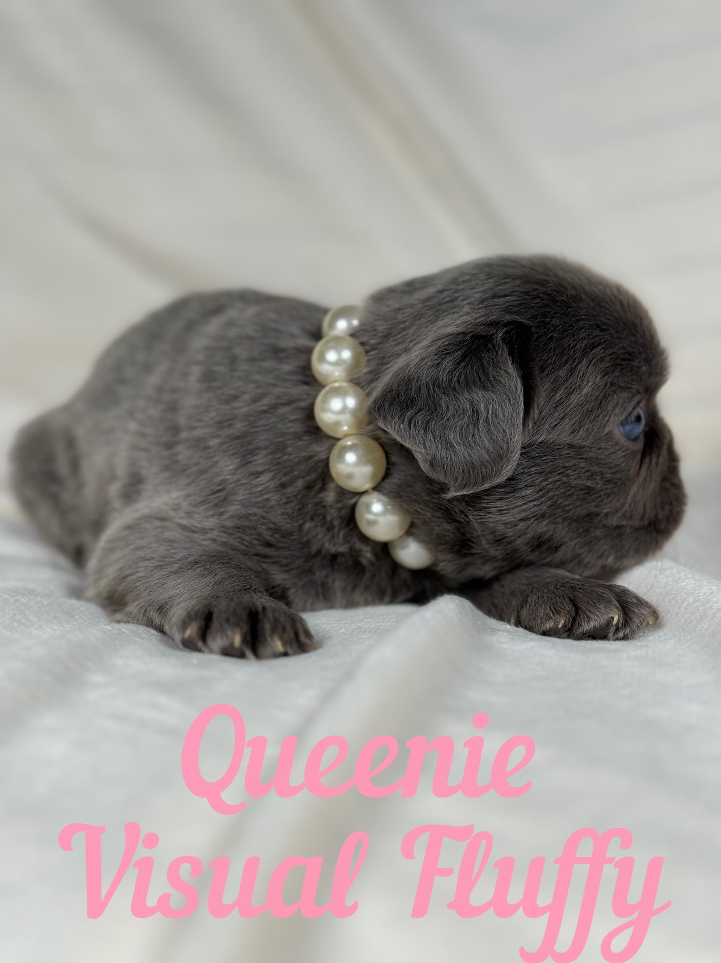 Queenie - Blue Visual Fluffy Female