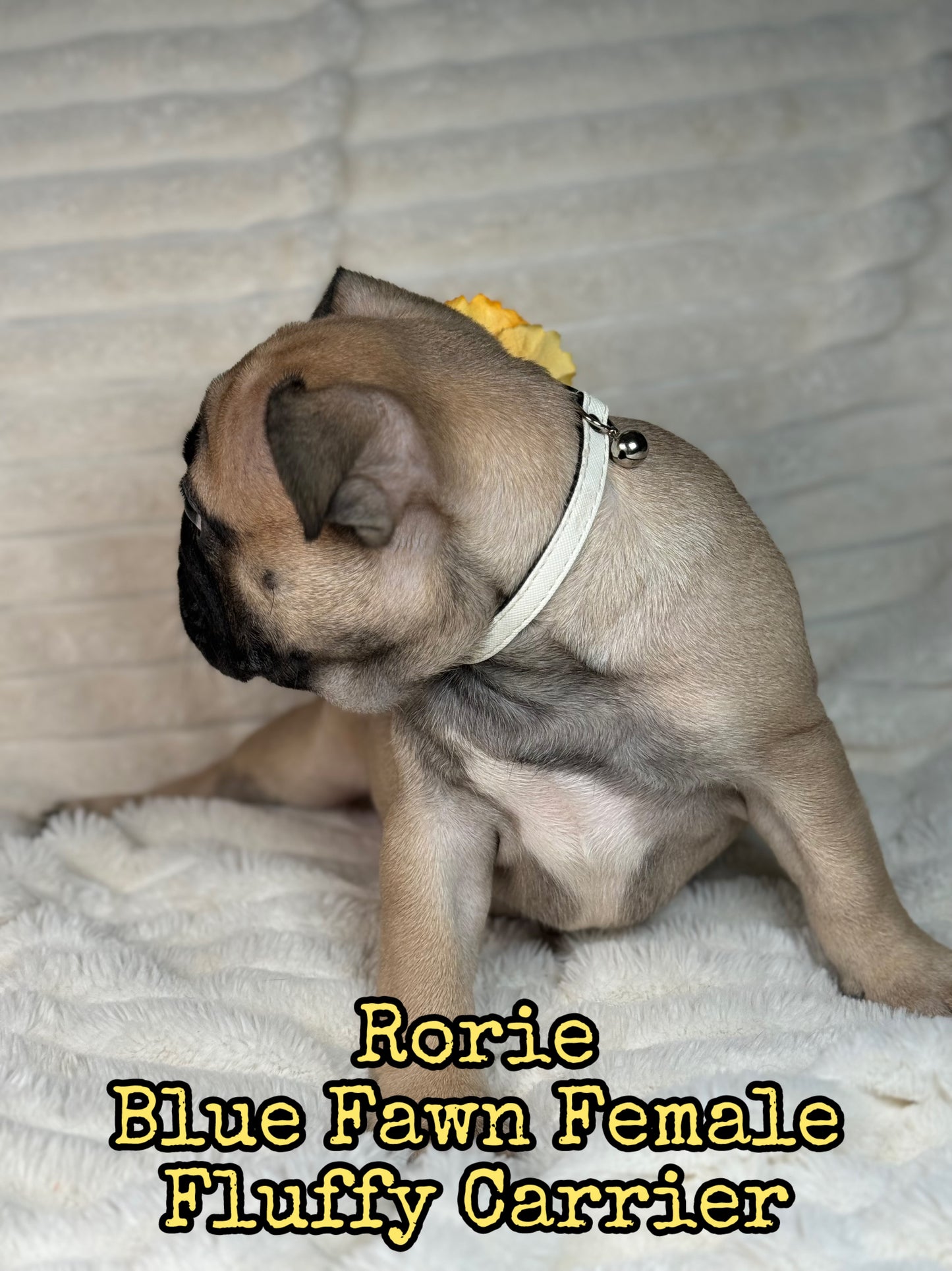 Rorie - Female Fawn - Reserved