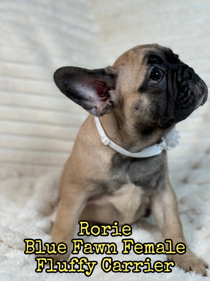 Rorie - Female Fawn - Reserved