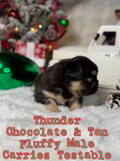 Thunder - Male Chocolate & Tan