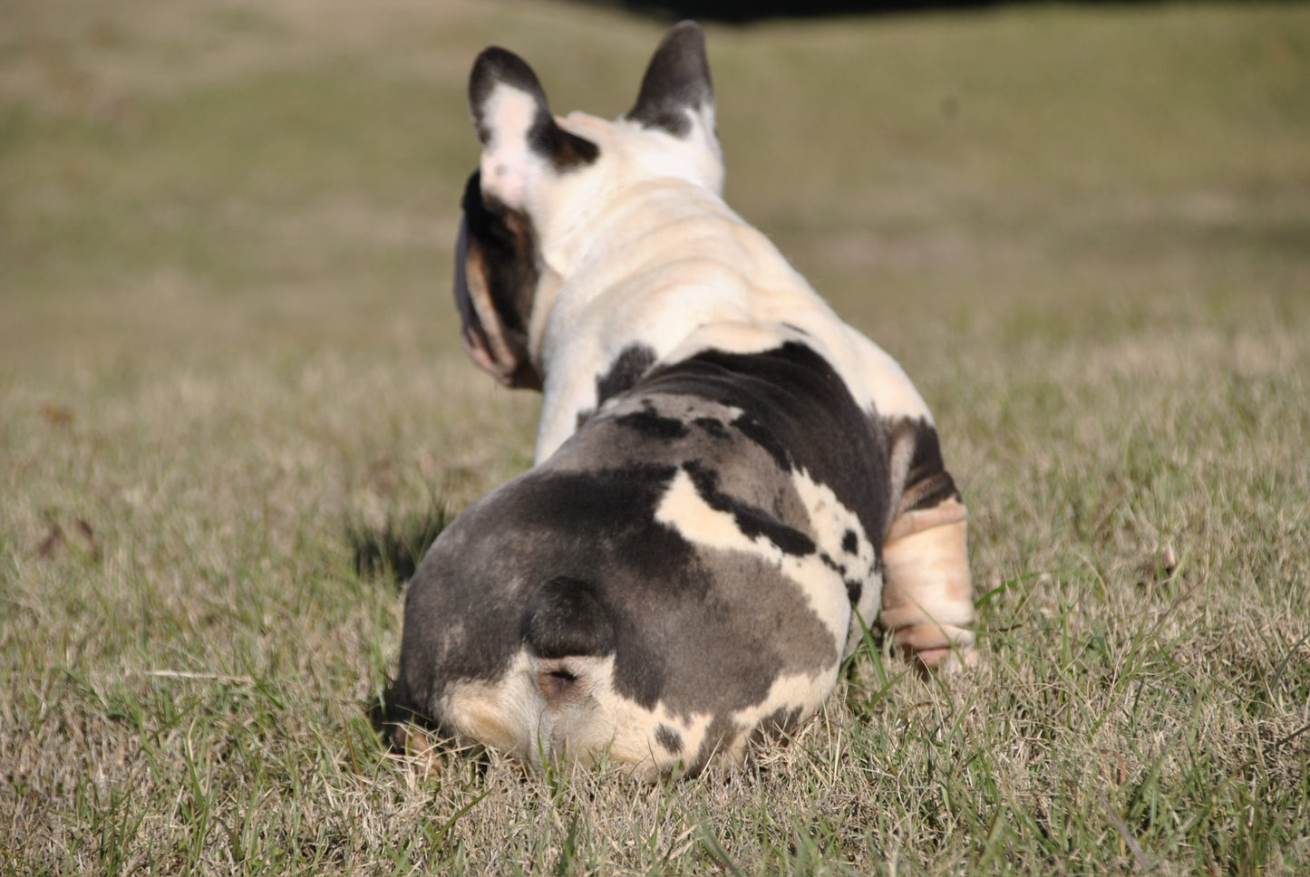 Bank Rollz - Koi Velvet Big Rope Carries Pink EARLY INTRO $1500