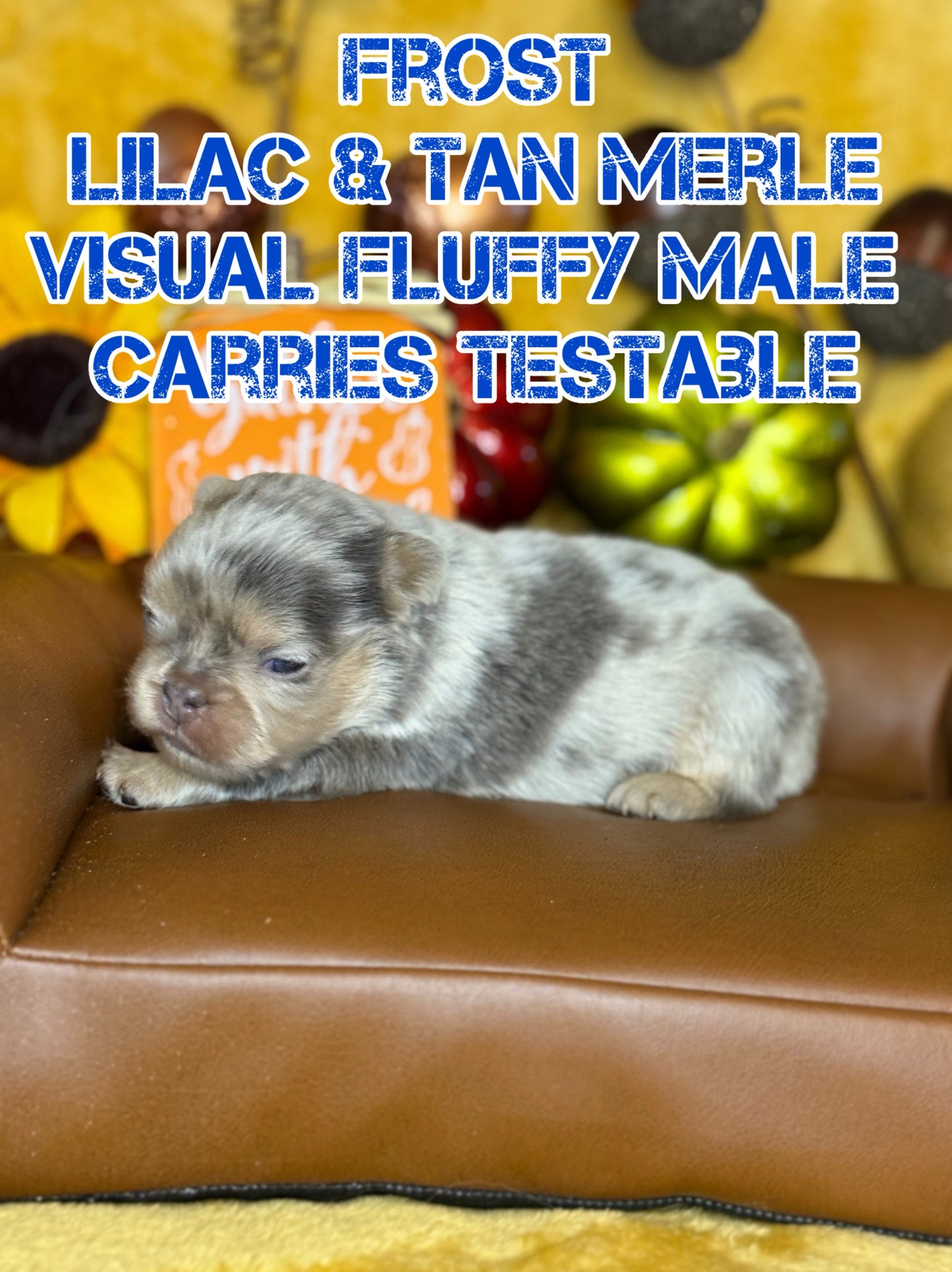 Frost - Male Lilac & Tan Merle