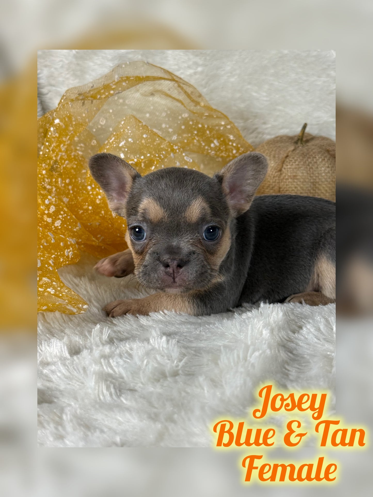 Josey - Blue & Tan - RESERVED