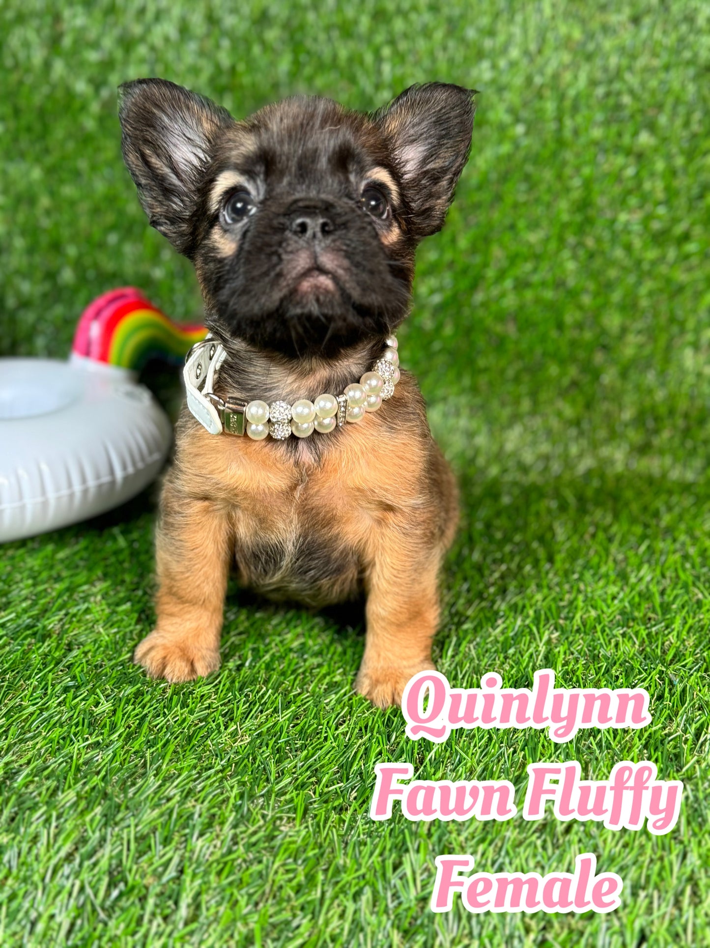 Quinlynn - Fawn Fluffy Female