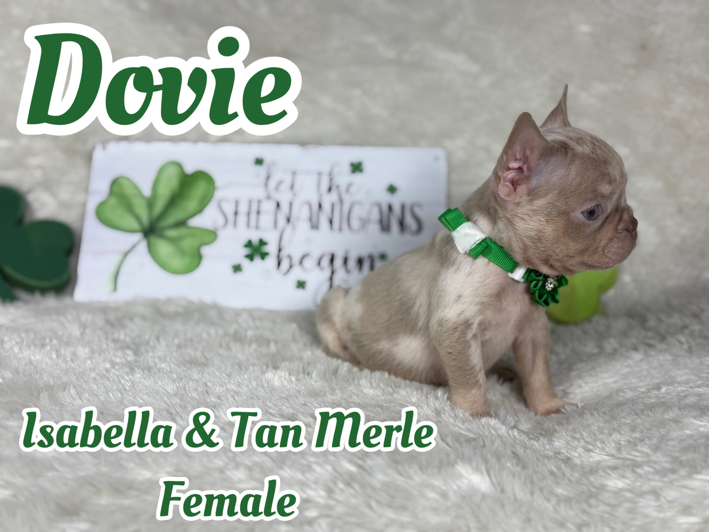 Dovie - Isabella & Tan Merle