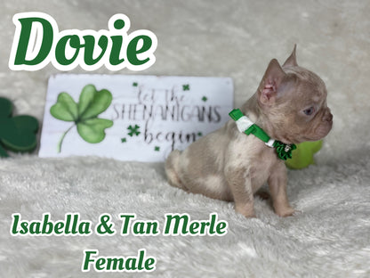 Dovie - Isabella & Tan Merle