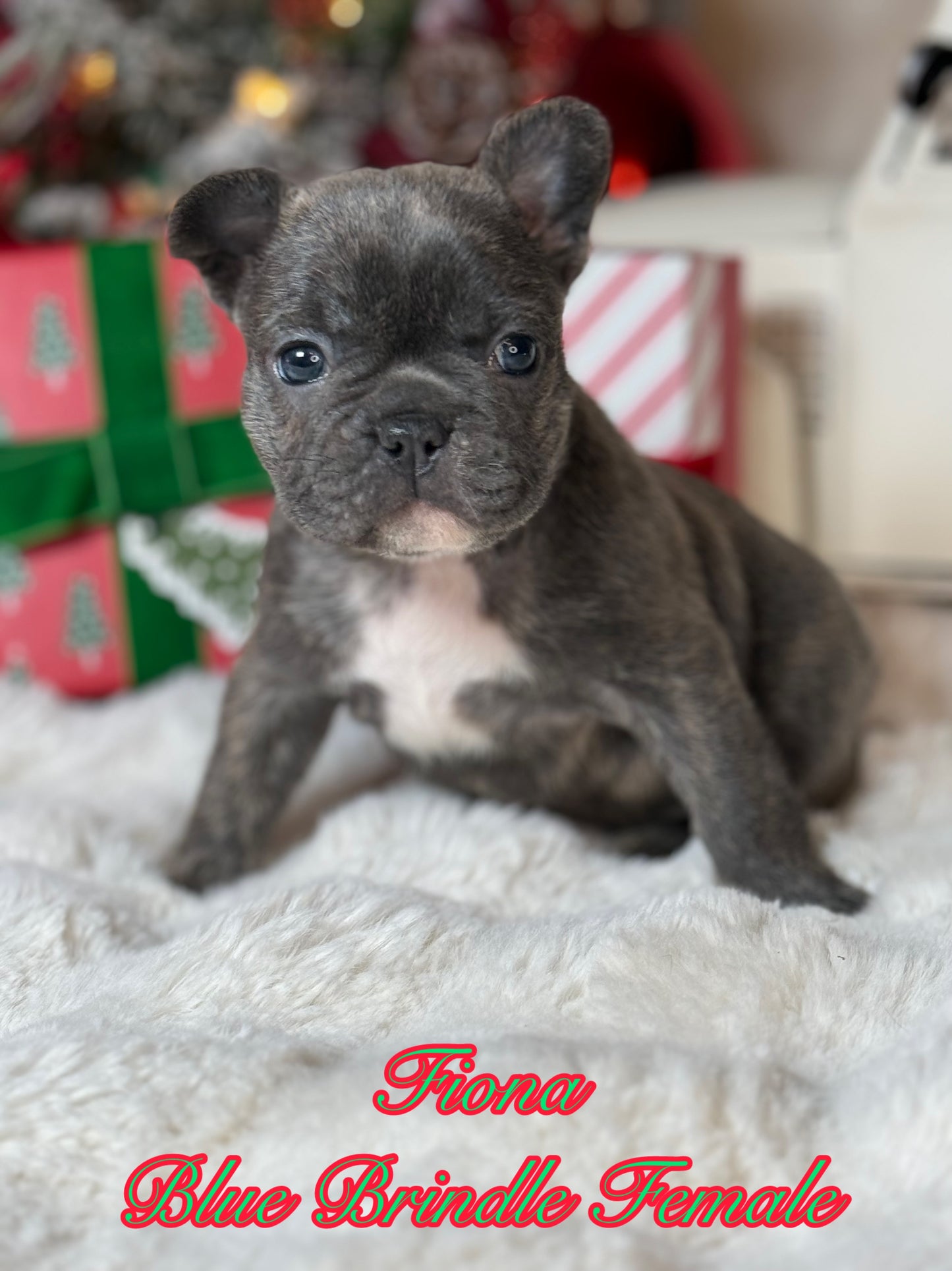 Fiona - Female Blue Brindle