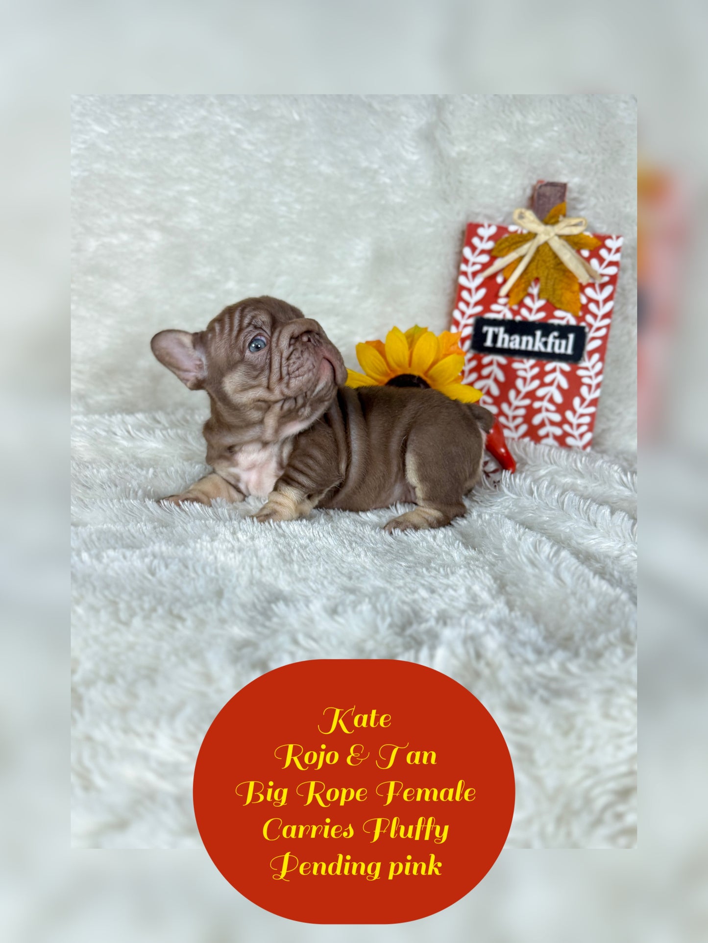 Kate - Rojo & Tan Big Rope Carries Fluffy Pending PINK