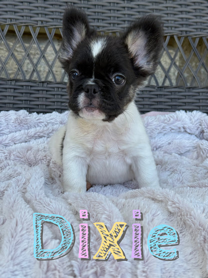 Dixie