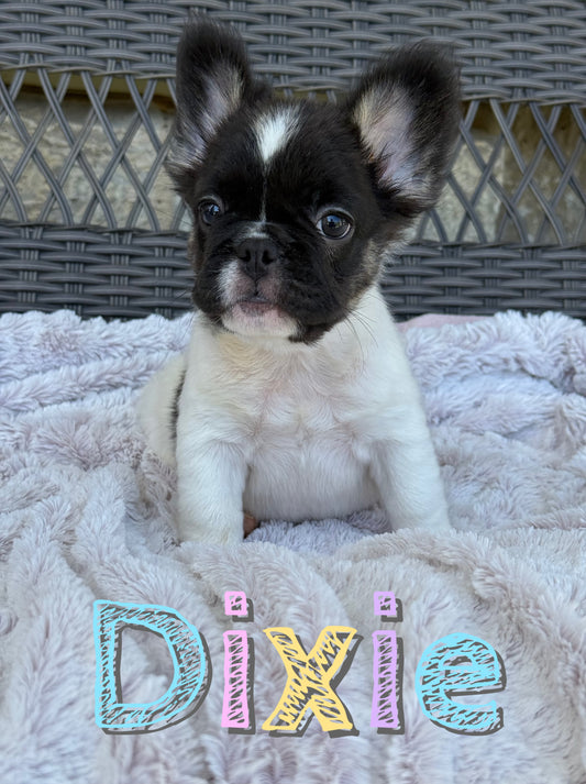 Dixie
