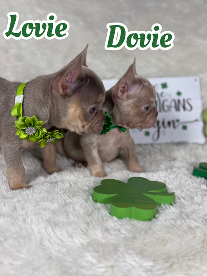 Dovie - Isabella & Tan Merle